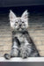 Gray Maine Coon kitten named Zorro with fluffy fur and pointy ears, super cute!