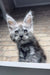 Gray Maine Coon kitten Zorro with fluffy fur and cute pointed ears