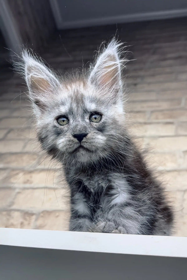 Gray Maine Coon kitten Zorro with fluffy fur and cute pointed ears