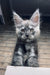 Gray Maine Coon kitten Zorro with fluffy ears and striking blue eyes