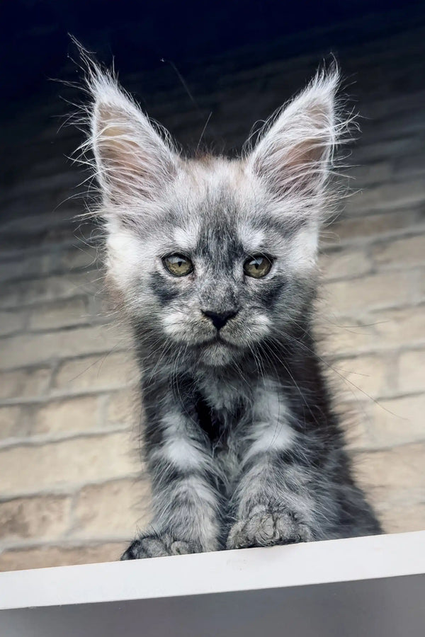 Gray and silver Maine Coon kitten Zorro with pointed ears and soft, wispy fur