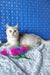 Silver British Shorthair cat named Zorro from Scottish Straight Kitten collection