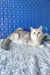 Cute Silver Tabby Cat named Zorro from the Scottish Straight Kitten collection