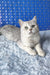 Cute Silver Tabby Cat named Zorro from Scottish Straight Kitten collection