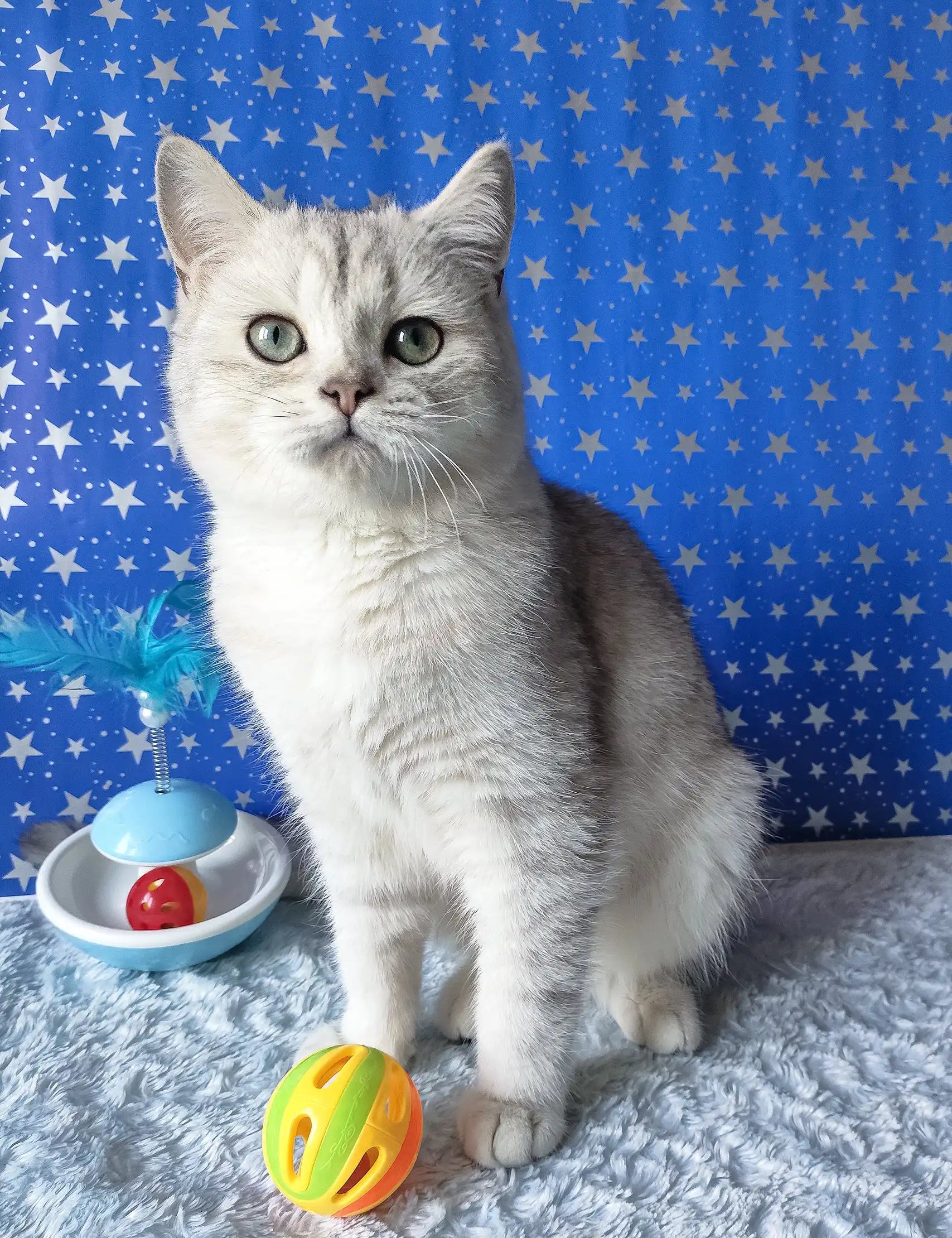 Silver Tabby Cat Zorro the Scottish Straight Kitten looking adorable and playful