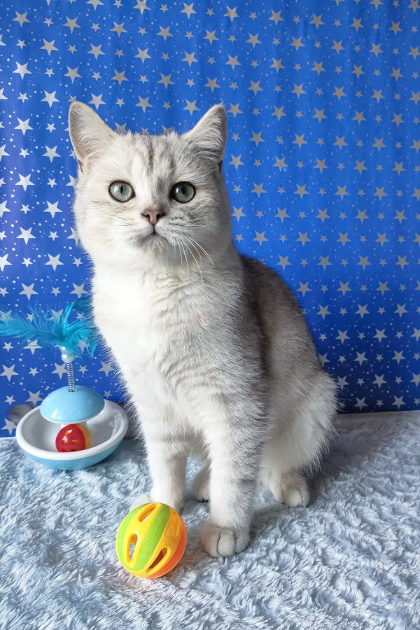 Silver Tabby Cat Zorro the Scottish Straight Kitten looking adorable and playful