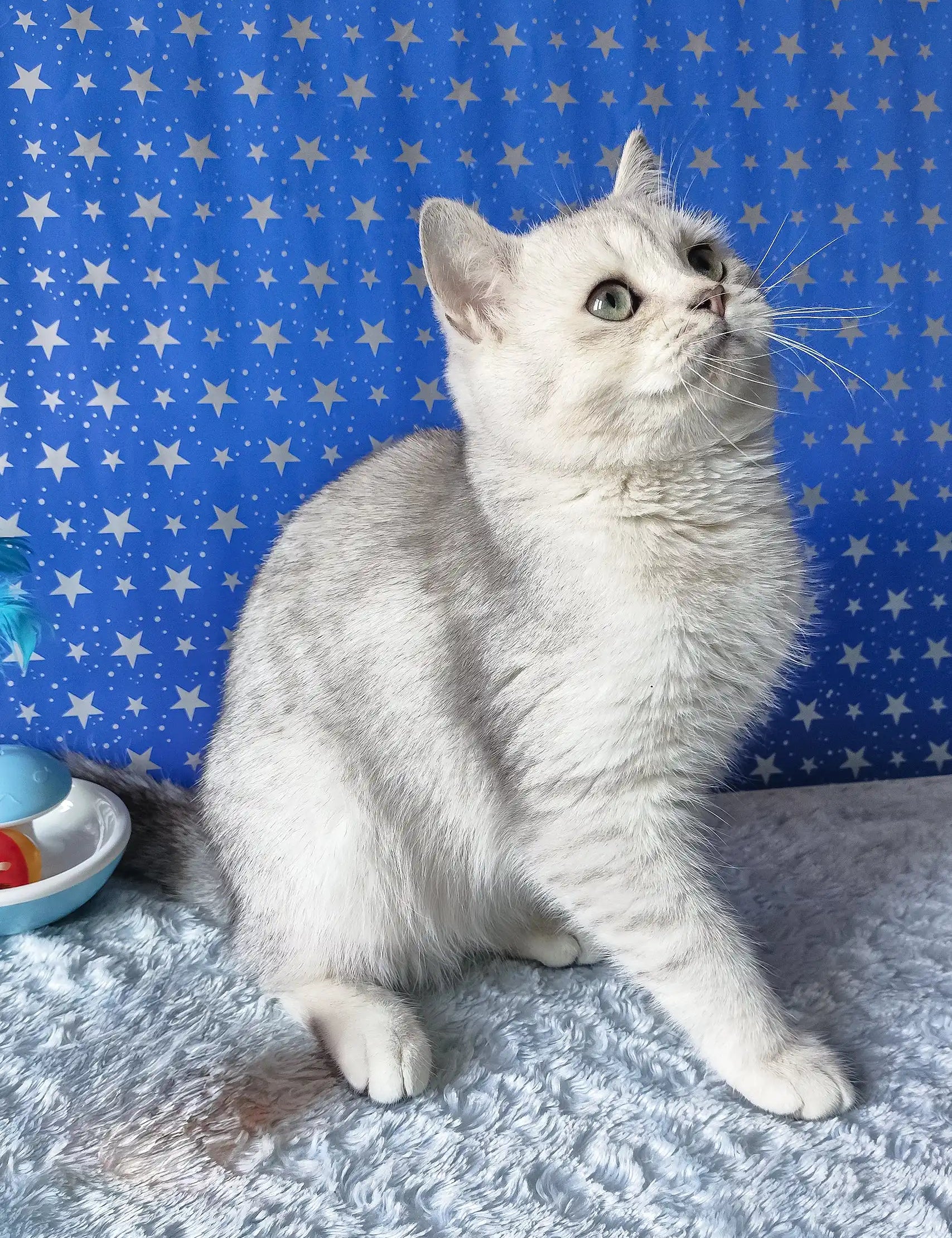 Silver tabby cat Zorro, the adorable Scottish Straight Kitten