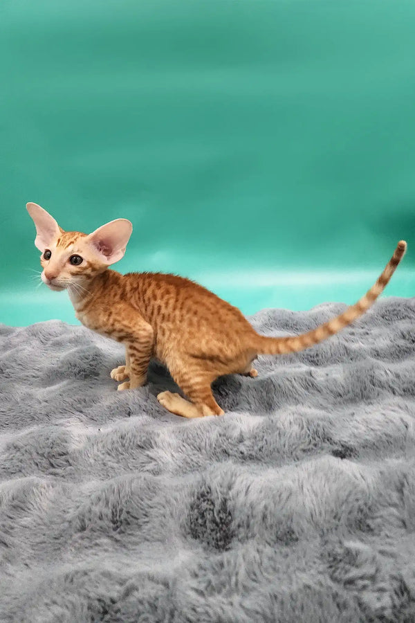 Zosim | oriental shorthair kitten