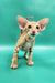 Zosim | oriental shorthair kitten