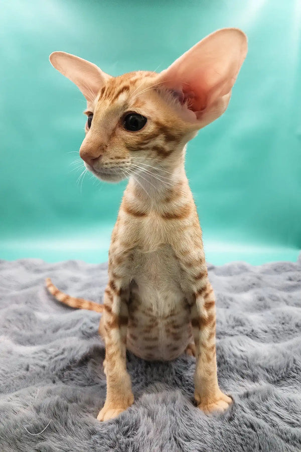 Zosim | oriental shorthair kitten