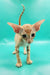 Zosim | oriental shorthair kitten