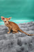 Zosim | oriental shorthair kitten