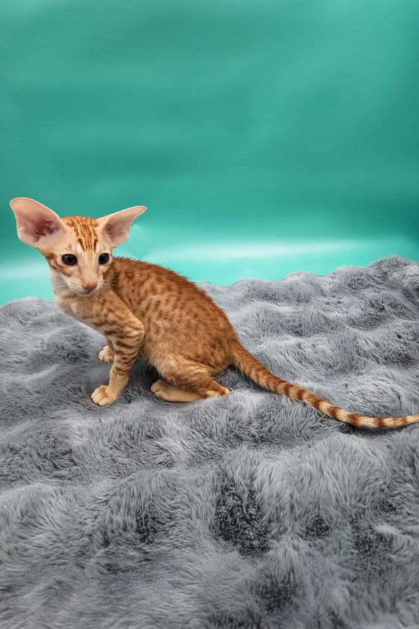 Zosim | oriental shorthair kitten