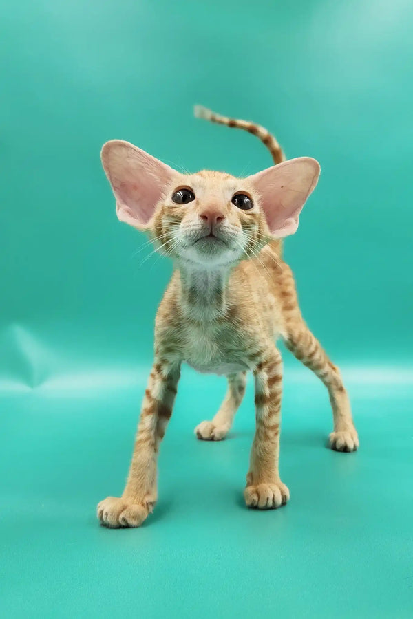 Zosim | oriental shorthair kitten