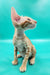 Zosim | oriental shorthair kitten
