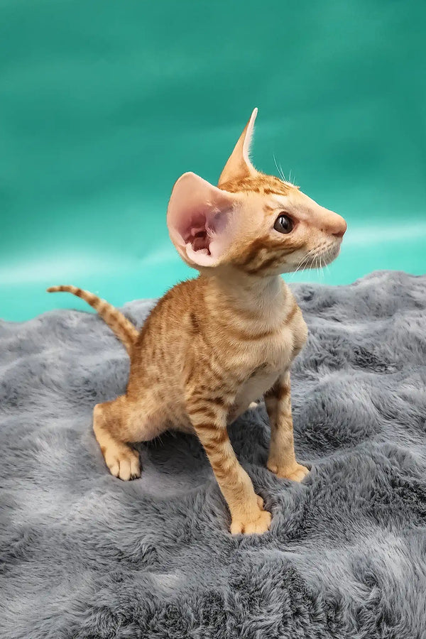 Zosim | oriental shorthair kitten