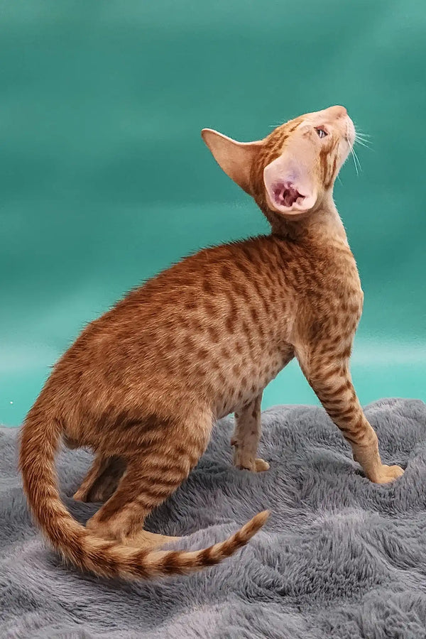 Zosim | oriental shorthair kitten