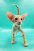 Zosim | oriental shorthair kitten