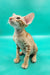 Zosim | oriental shorthair kitten
