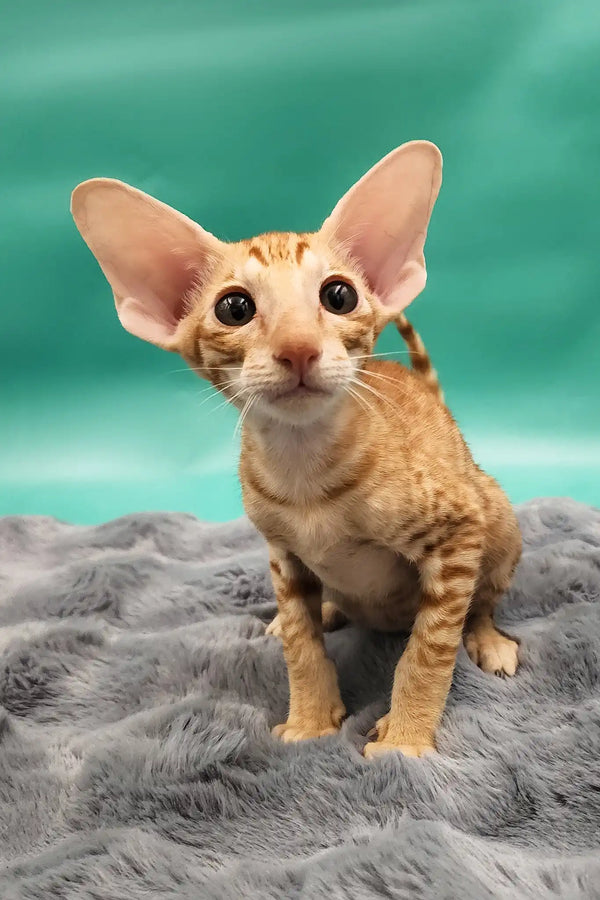 Zosim | oriental shorthair kitten