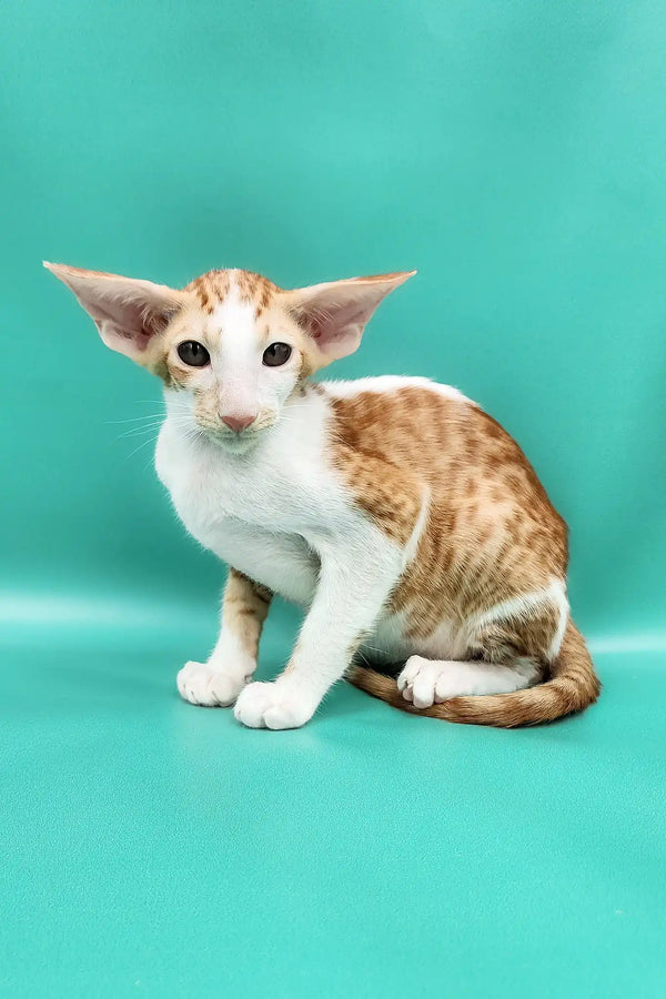 Zufar | oriental shorthair kitten