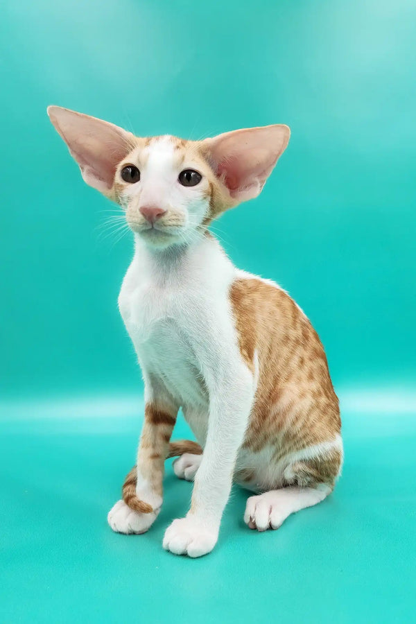 Zufar | oriental shorthair kitten