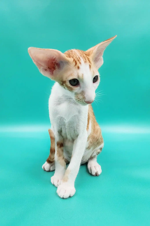 Zufar | oriental shorthair kitten