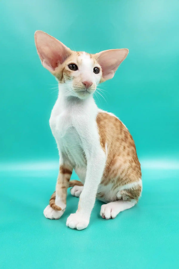 Zufar | oriental shorthair kitten
