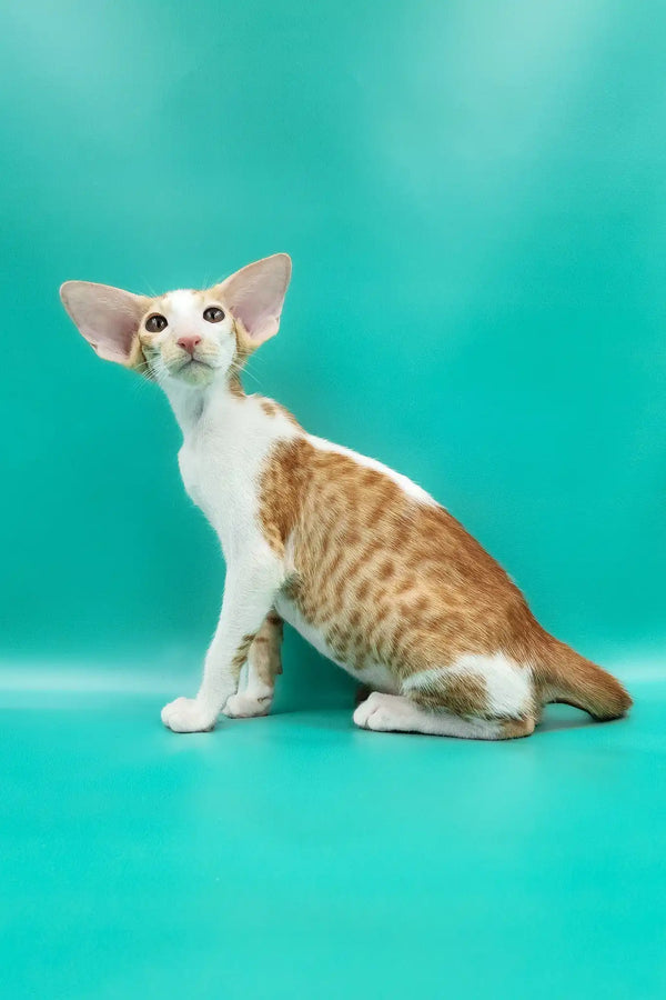 Zufar | oriental shorthair kitten