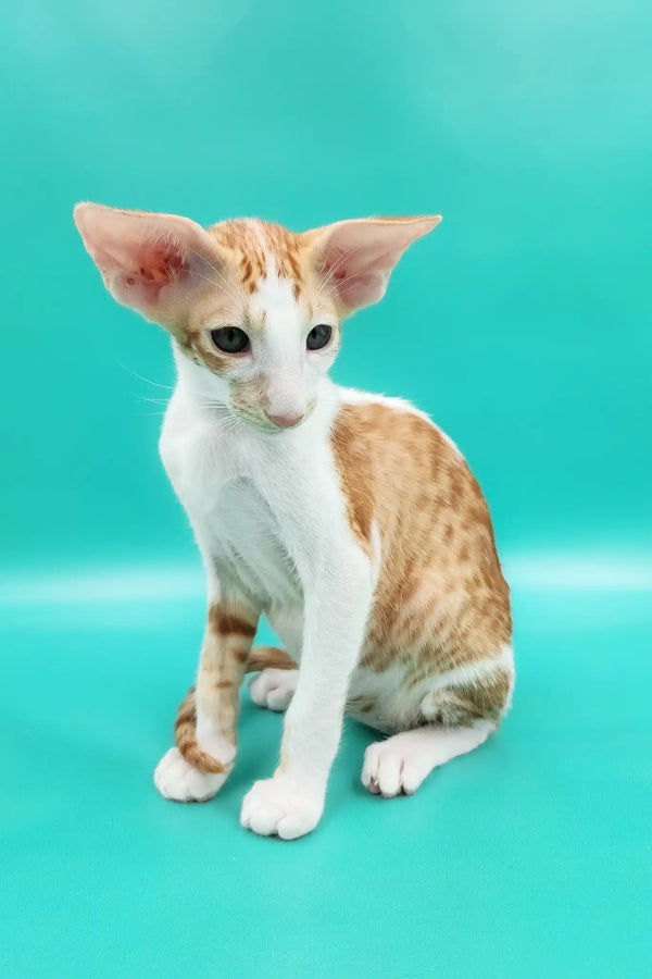 Zufar | oriental shorthair kitten