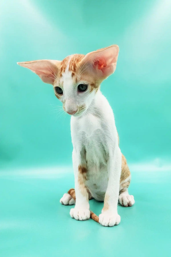 Zufar | oriental shorthair kitten