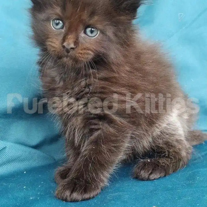 Maine Coon Kittens for Sale Zuko | Kitten