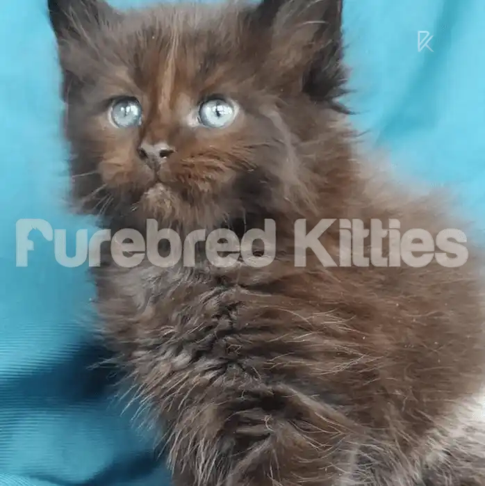Maine Coon Kittens for Sale Zuko | Kitten