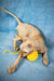 Sphynx kitten Zulu having fun with a yellow toy ball, showing off its playful side