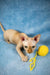 Sphynx kitten Zulu lounging next to a yellow ball of yarn