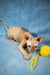 Sphynx kitten Zulu having fun playing with a yellow yarn ball