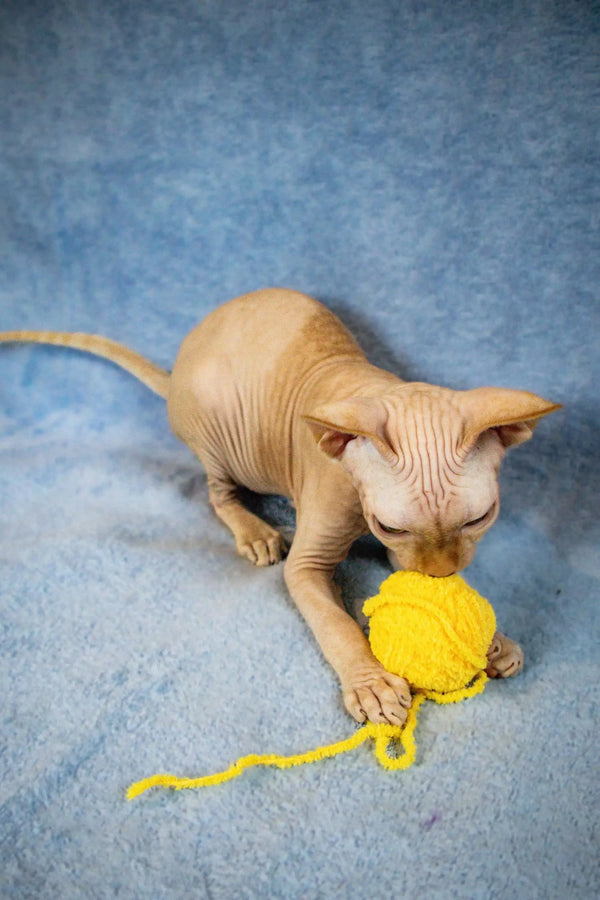 Sphynx kitten Zulu having a blast playing with a yellow ball of yarn