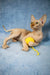 Hairless Sphynx kitten Zulu playing with a yellow yarn ball, super cute moment!