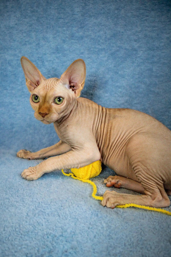 Playful Hairless Sphynx kitten on a blue surface with a yellow toy for Zulu