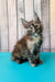 Zuria | maine coon kitten