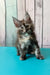 Zuria | maine coon kitten