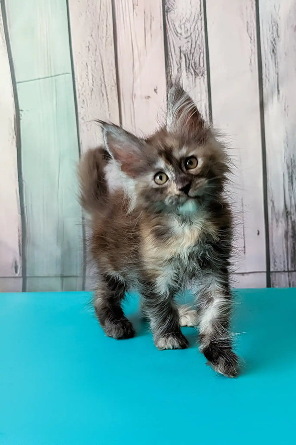 Zuria | maine coon kitten
