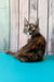 Zuria | maine coon kitten