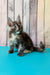 Zuria | maine coon kitten
