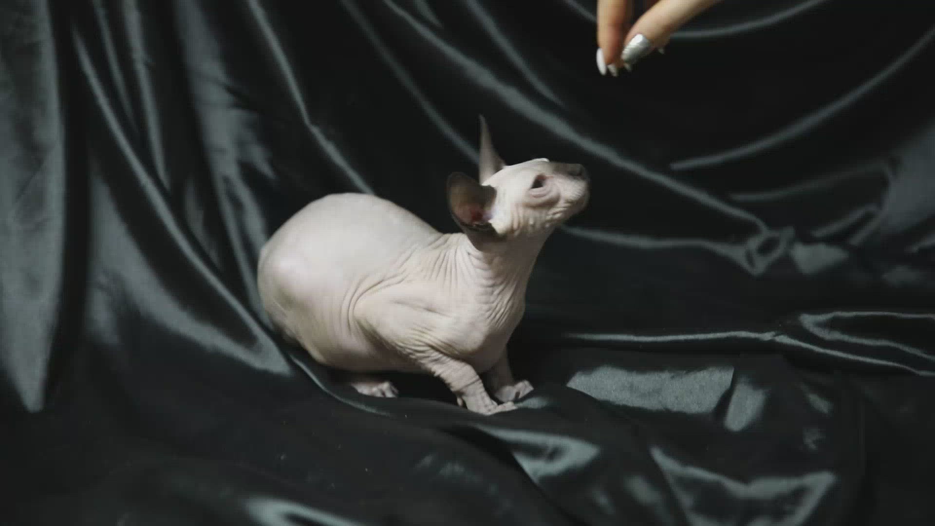 Lany | Sphynx Kitten | Adopted