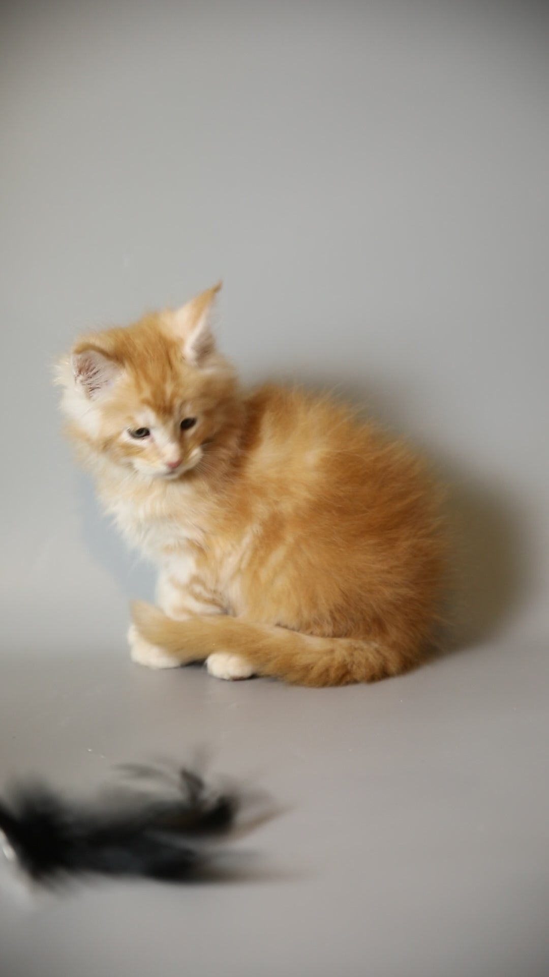 Gyro | Maine Coon Kitten