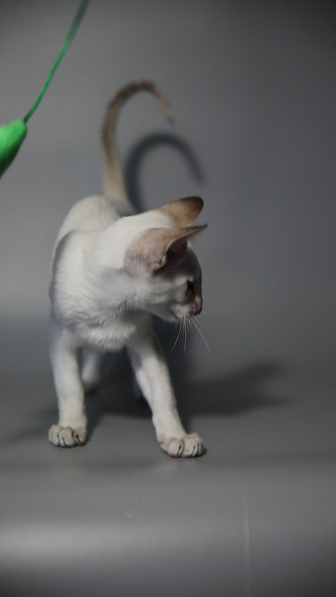 Kimiko | Oriental Kitten