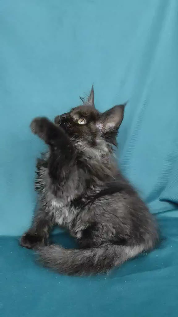 Merlin | Maine Coon Kitten