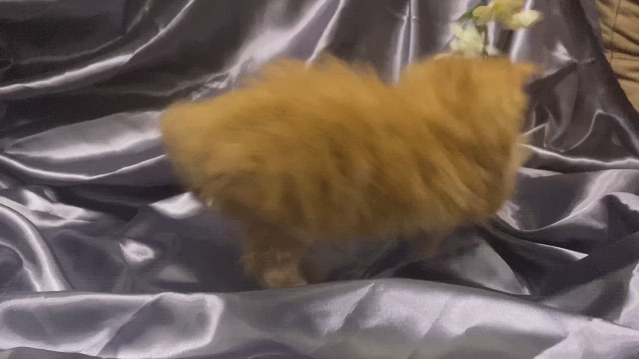 Flame | Maine Coon Kitten
