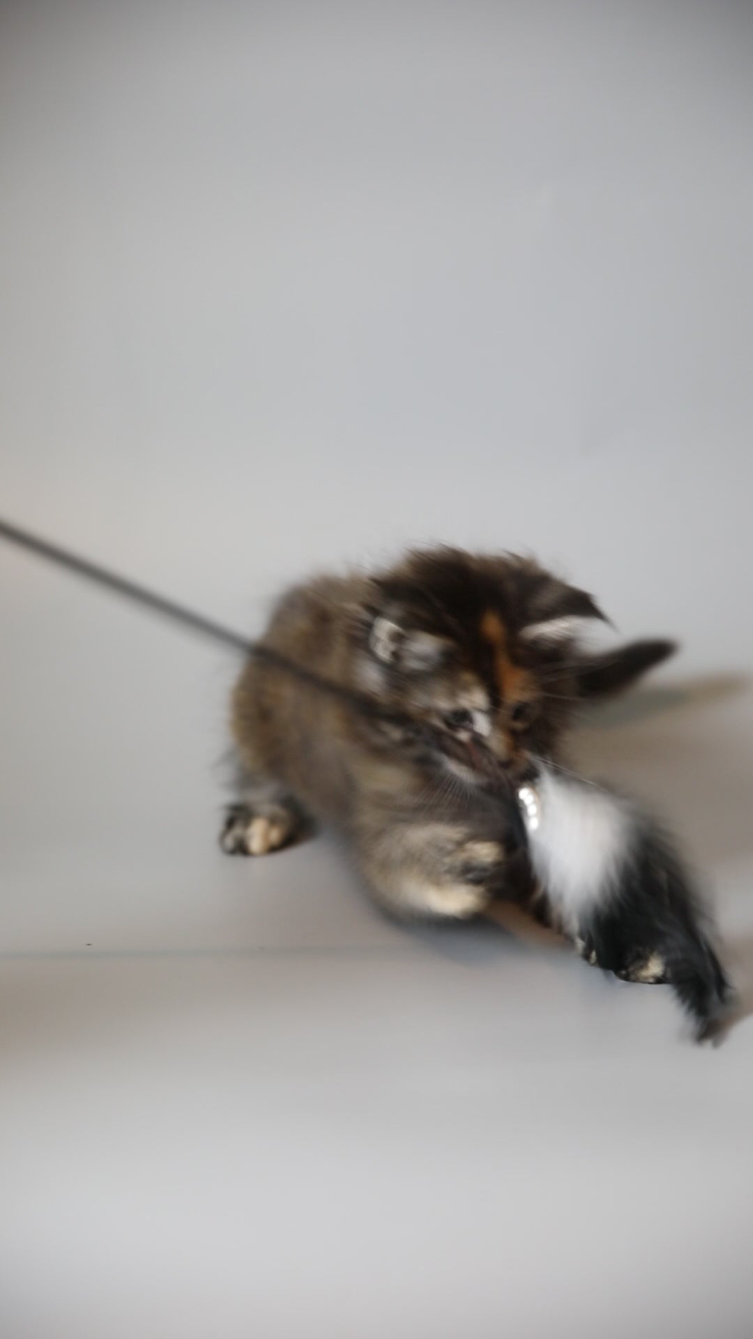 Gyza | Maine Coon Kitten